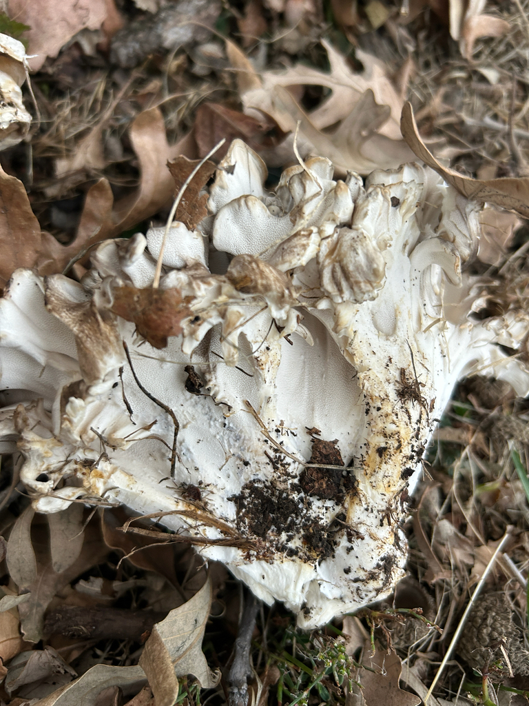 Grifola frondosa · November 2025 · photo: © kefreecomo (iNaturalist, cc-by)