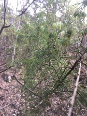 Exocarpos cupressiformis