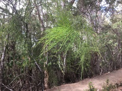 Exocarpos cupressiformis