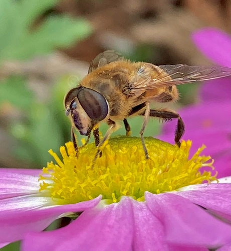 Unknown species found near Lyall St, Boston, MA, US
