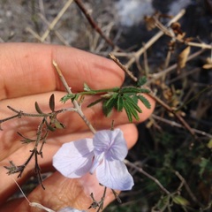 Carlowrightia pringlei