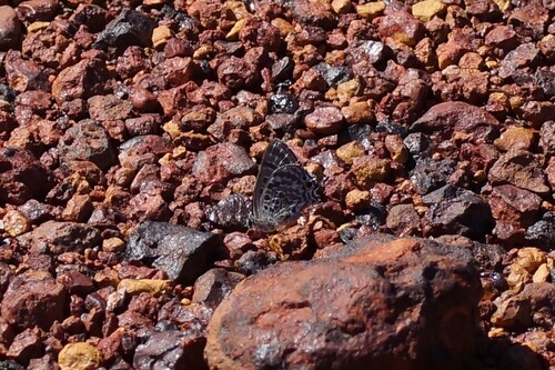 Desert Blue
