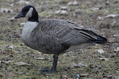 Branta canadensis parvipes