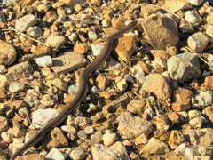 Virginia valeriae elegans