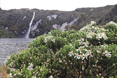 Diplostephium ericoides