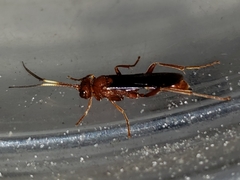 Trogomorpha trogiformis