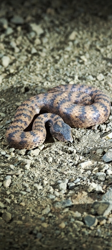 Pilbara Death Adder sighting