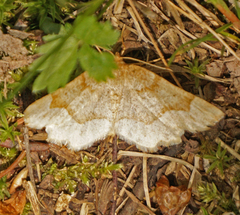 Metarranthis refractaria