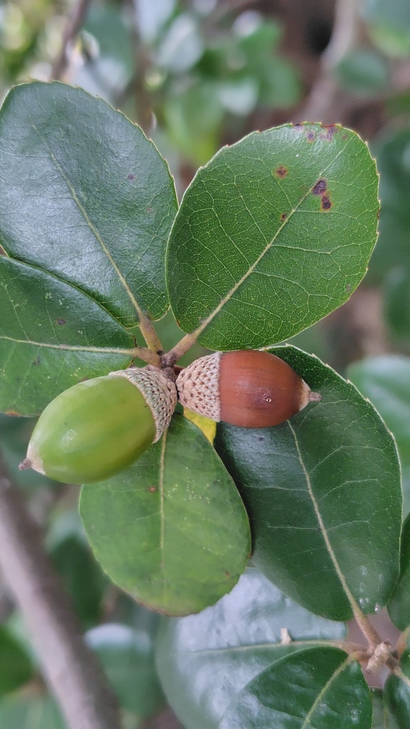 Ubame Oak