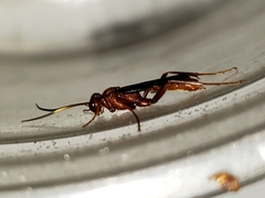 Trogomorpha trogiformis