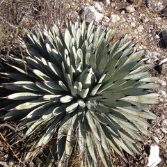 Agave macroacantha