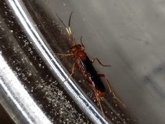 Trogomorpha trogiformis