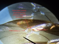 Trogomorpha trogiformis