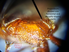 Trogomorpha trogiformis