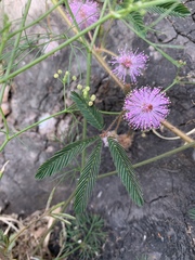 Mimosa pudica image