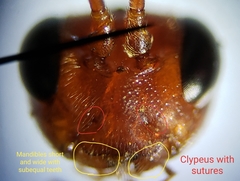 Trogomorpha trogiformis