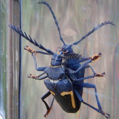 Calocomus desmarestii