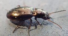 Bembidion ambiguum