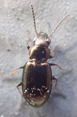 Bembidion ambiguum
