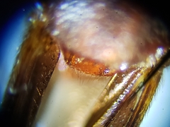 Trogomorpha trogiformis