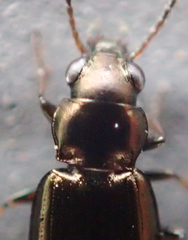 Bembidion ambiguum