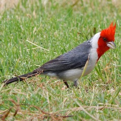 Paroaria coronata