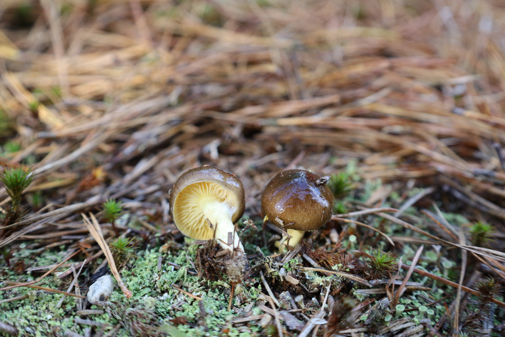 Hygrophorus hypothejus · November 2025 · photo: © bdthomas (iNaturalist, cc-by)