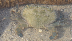 Thalamitinae