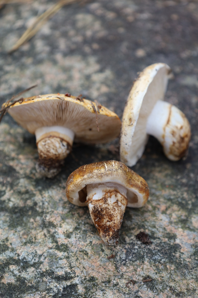 Tricholoma focale · November 2025 · photo: © bdthomas (iNaturalist, cc-by)