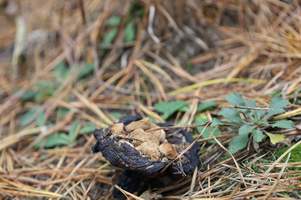 Asterophora lycoperdoides · November 2025 · photo: © bdthomas (iNaturalist, cc-by)