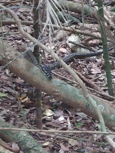 Carpet Python sighting