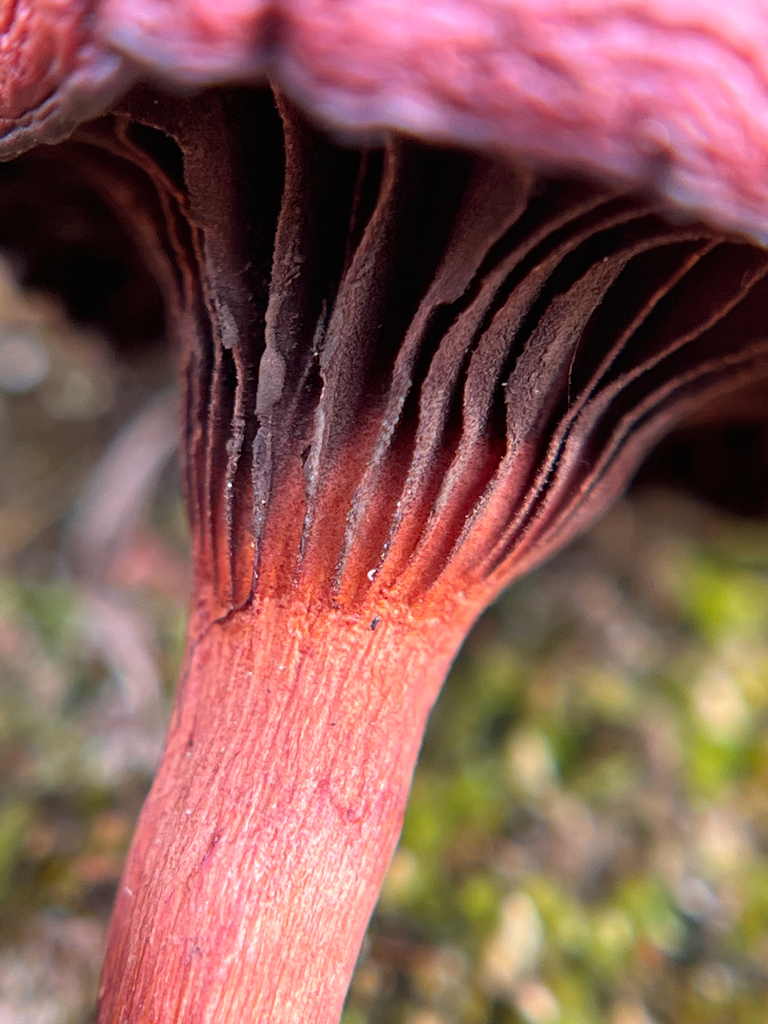Chroogomphus vinicolor · November 2025 · photo: © bdthomas (iNaturalist, cc-by)
