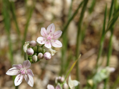 Allium hyalinum