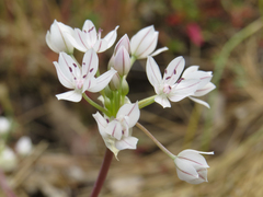 Allium hyalinum