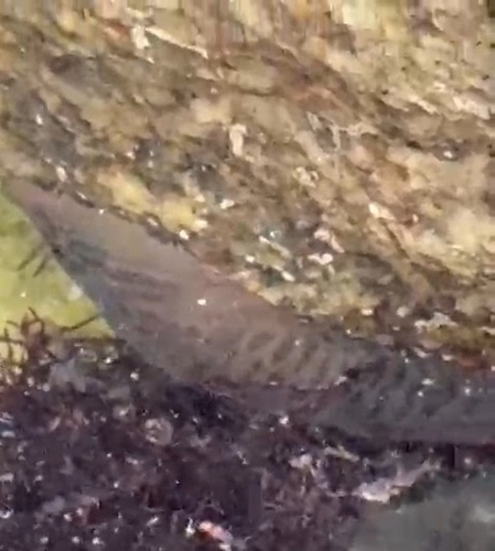 Lepadogaster lepadogaster
