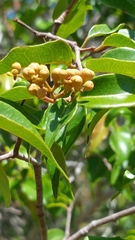 Sarcolaenaceae