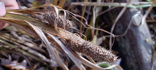 cattail sedge (Carex typhina)