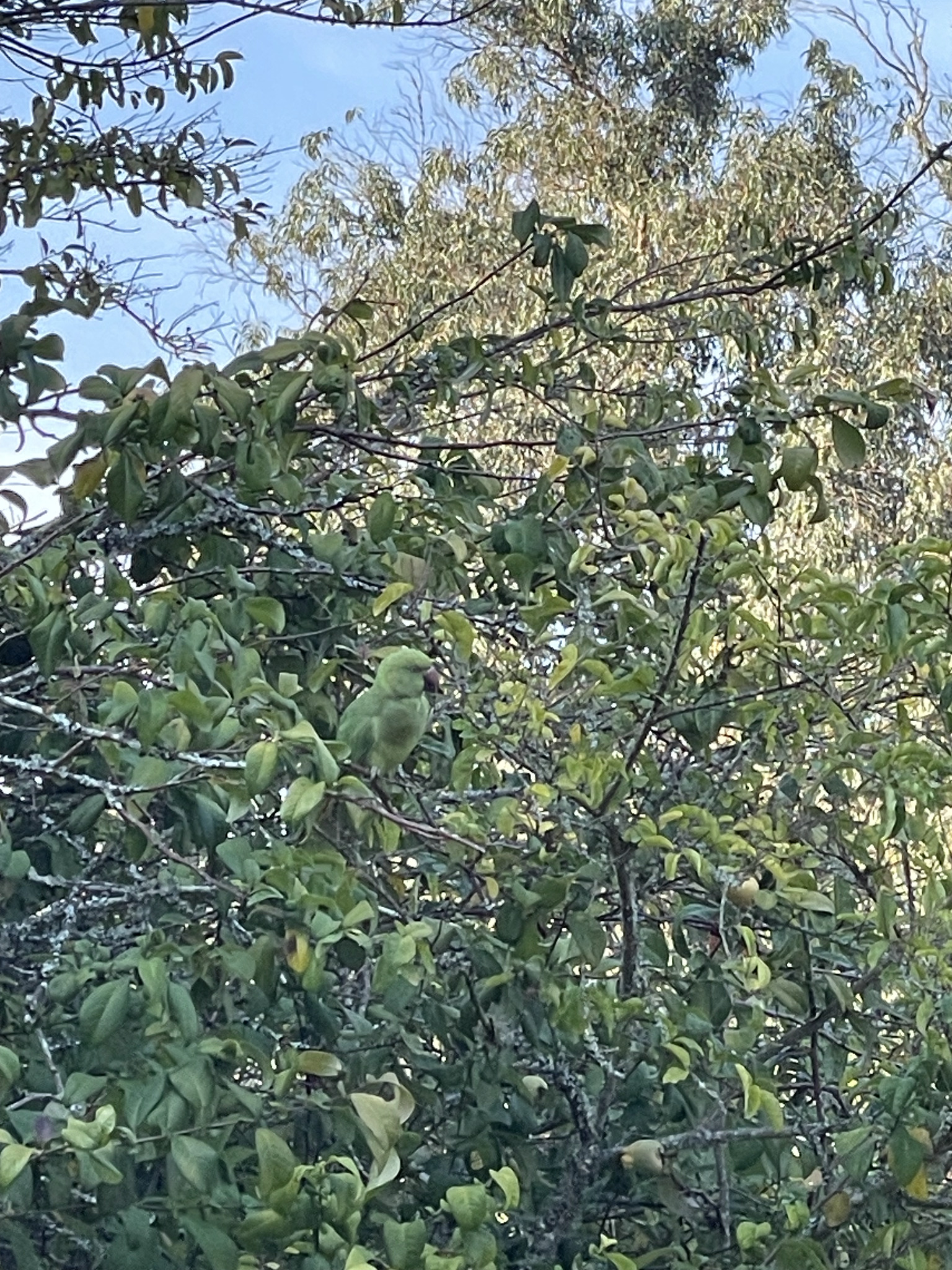Rose-ringed Parakeet