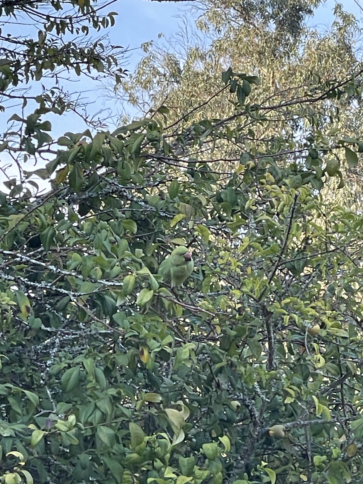 Rose-ringed Parakeet
