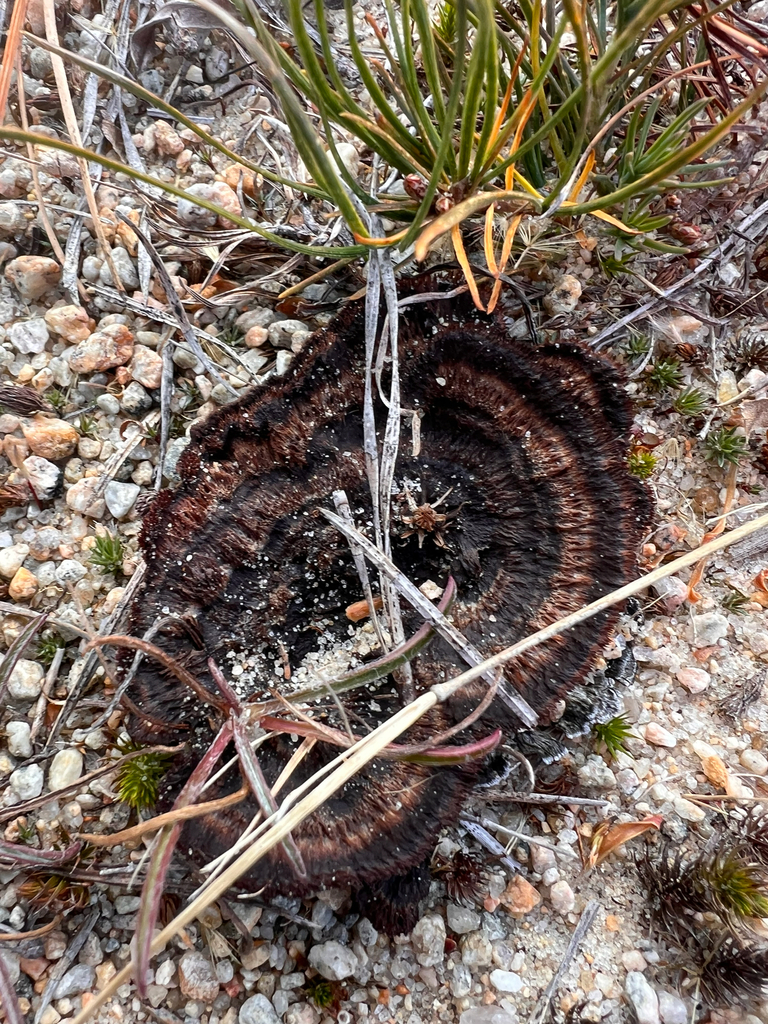 Thelephora terrestris · November 2025 · photo: © bdthomas (iNaturalist, cc-by)