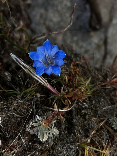 Gentiana futtereri
