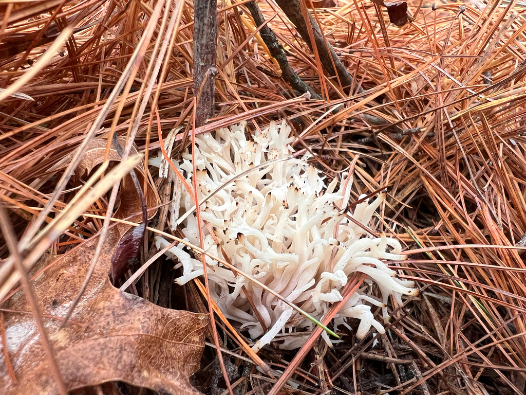 Clavulina coralloides · November 2025 · photo: © bdthomas (iNaturalist, cc-by)