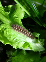 Paracles fusca
