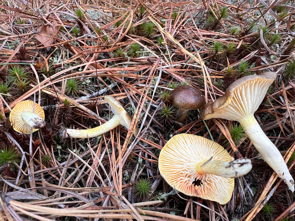Hygrophorus hypothejus · November 2025 · photo: © bdthomas (iNaturalist, cc-by)