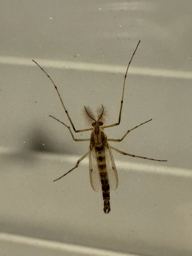 Unknown species found near S Brandi Dr, Elkins, AR, US