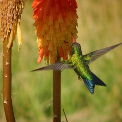 Chlorostilbon lucidus