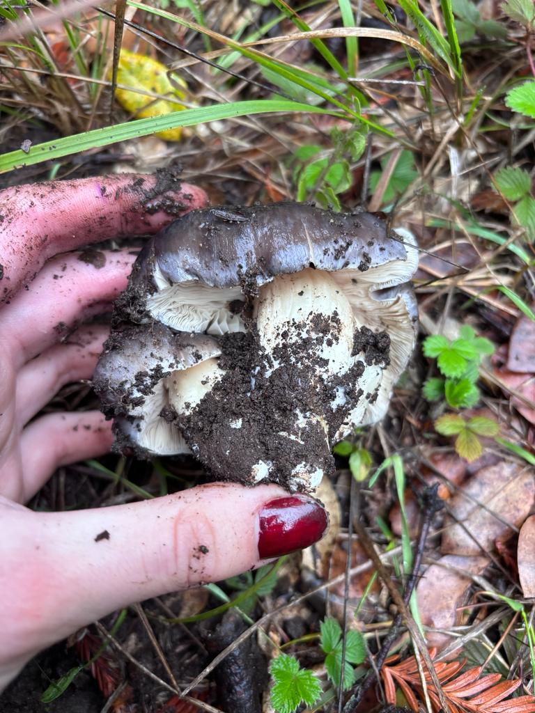 Entoloma medianox · November 2025 · photo: © reago (iNaturalist, cc-by)