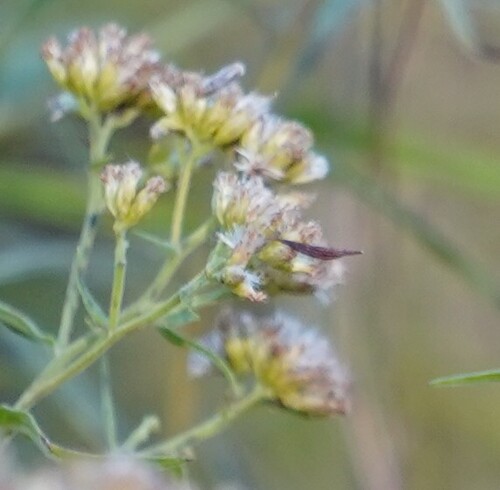 Unknown species found near Peapack and Gladstone, NJ, USA
