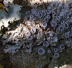 Physconia americana