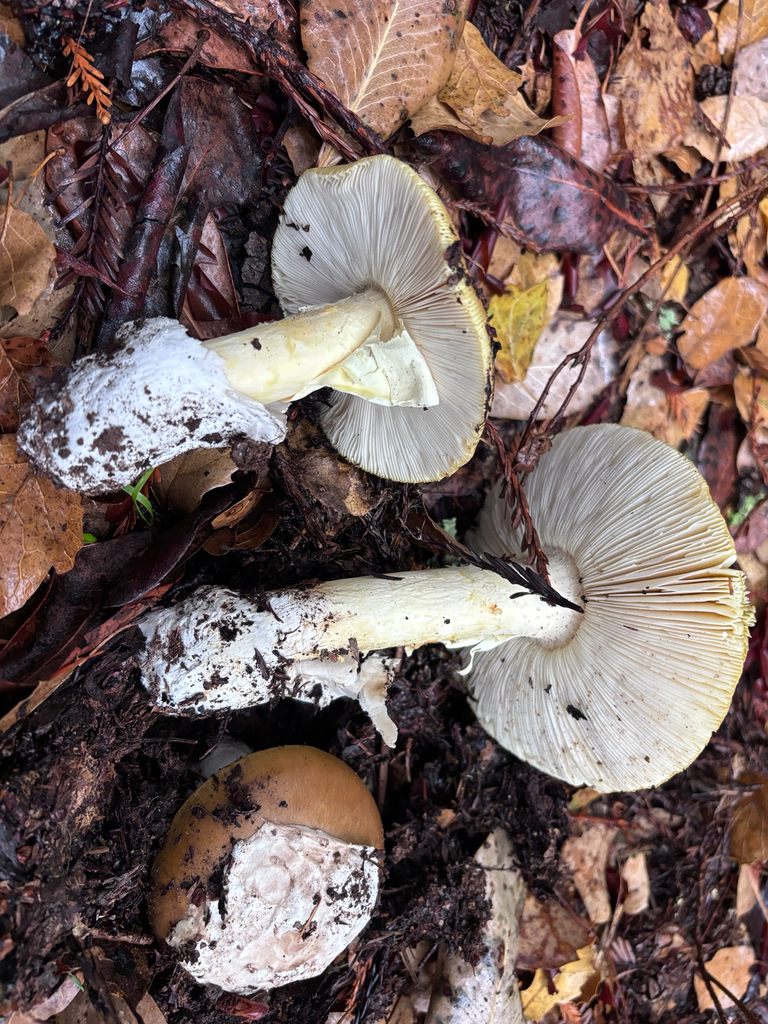 Amanita calyptroderma · November 2025 · photo: © reago (iNaturalist, cc-by)